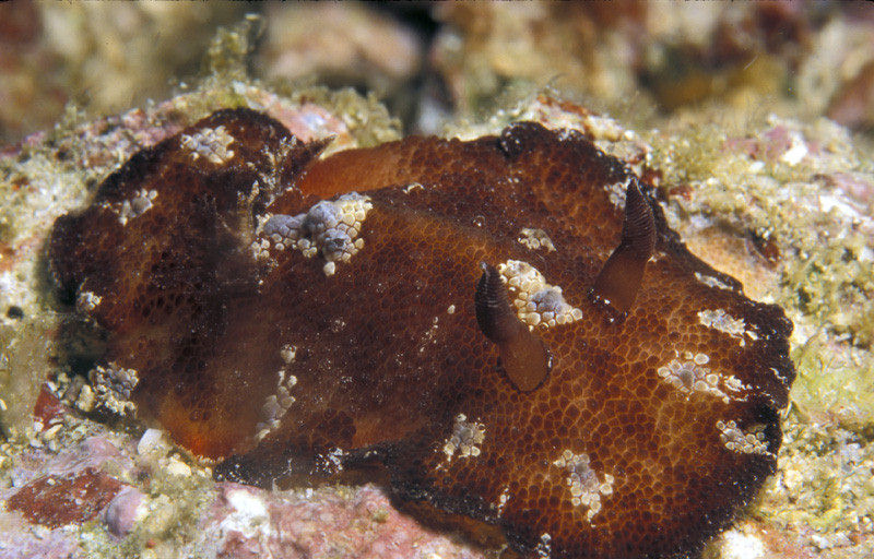 Discodoris schmeltziana